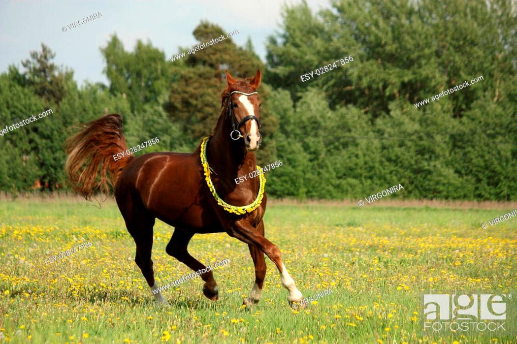 Stock Photo: Beautiful chestnut horse trotting at the field with dandelions.