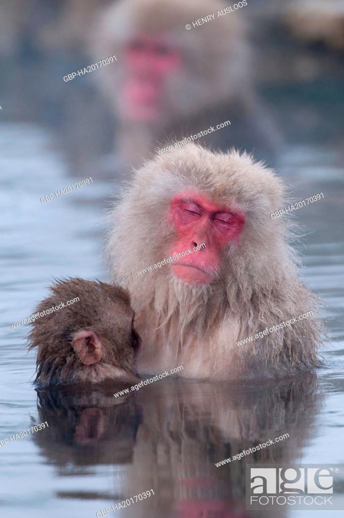 Photo de stock: Monkey-Japanese, Macaca fuscata (Macaque Japon) Japan.