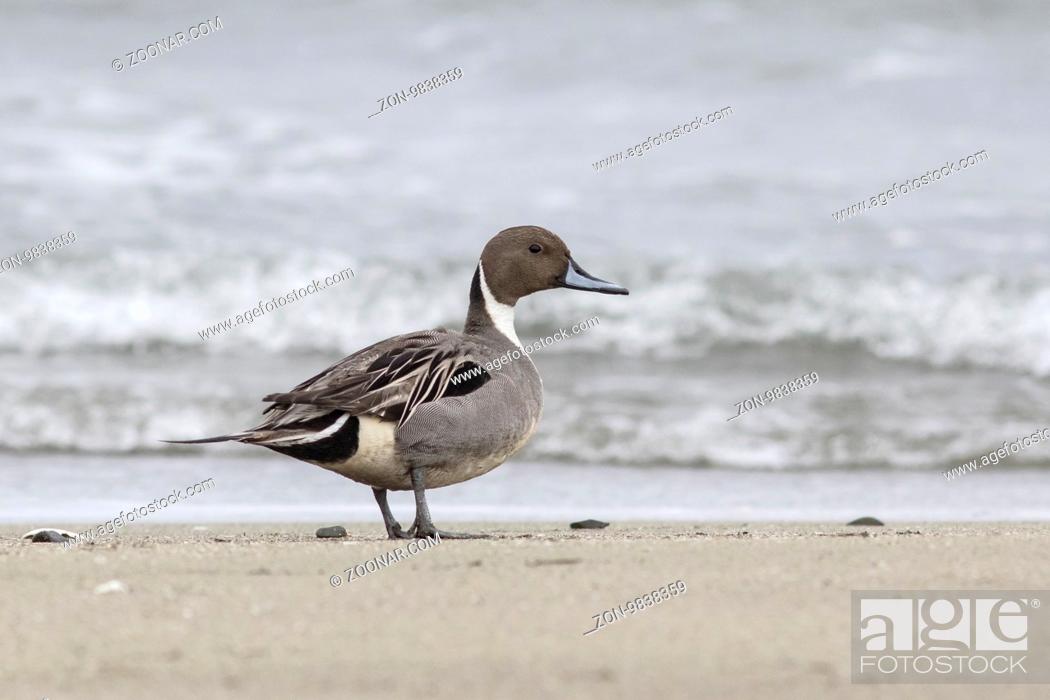 Stock Photo: Northern Pintail male who stands on the shore of the ocean on a sandy beach.