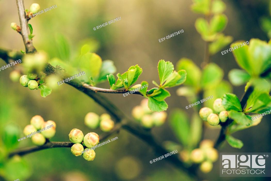 Stock Photo: Young Spring Green Leaves And Unblown Buds Of Quince Growing In Branch Of Forest Bush Plant Tree. Young Leaf On Boke Bokeh Natural Blur.