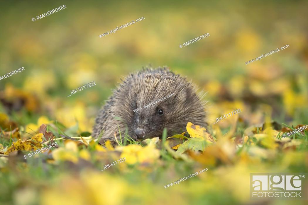 Stock Photo: European hedgehog (Erinaceus europaeus) on a garden lawn with fallen autumn leaves, Suffolk, England, United Kingdom, Europe.