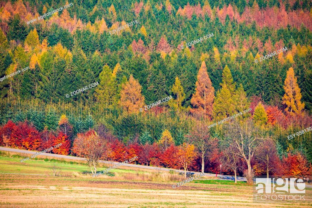 Stock Photo: view of a colorful deciduous forest in autumn with multicolored yellow, orange, red and green foliage on the trees in a scenic full frame view of the changing.