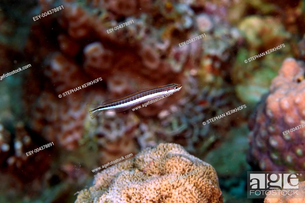 Stock Photo: Piano fangblenny plagiotremus tapeinosoma in the Red Sea.
