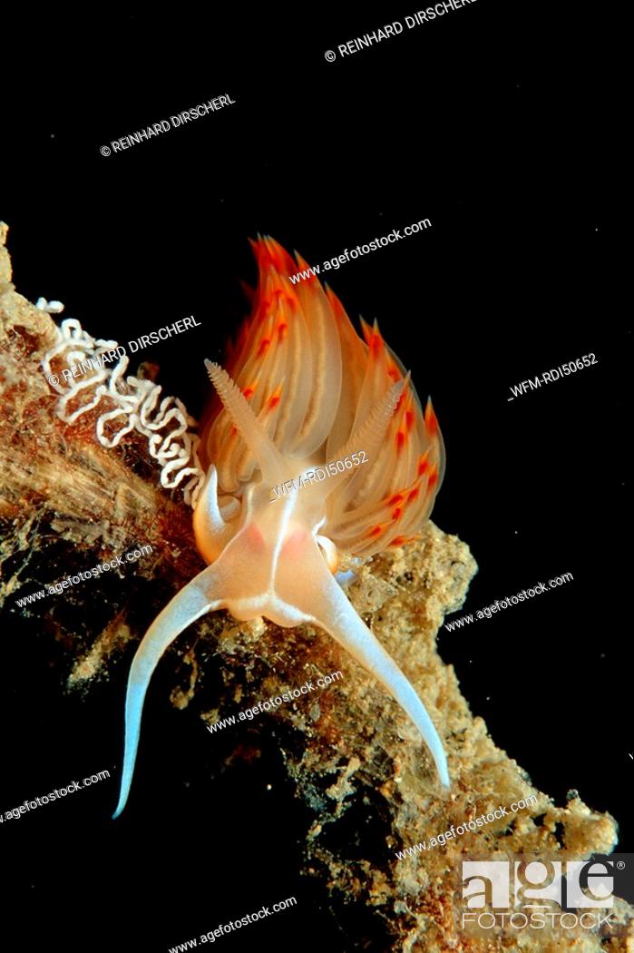 Stock Photo: nudibranch with eggs, Godiva banyulensis, Istria Mediterranean Sea, Croatia.