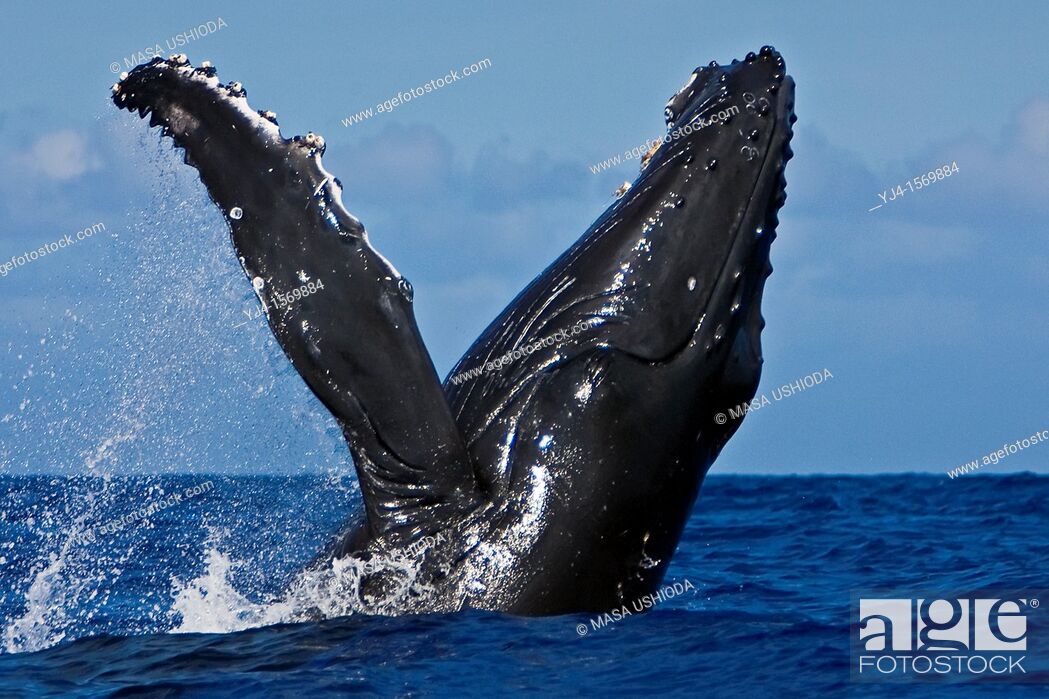 Stock Photo: humpback whale, Megaptera novaeangliae, breaching, Hawaii, USA, Pacific Ocean.