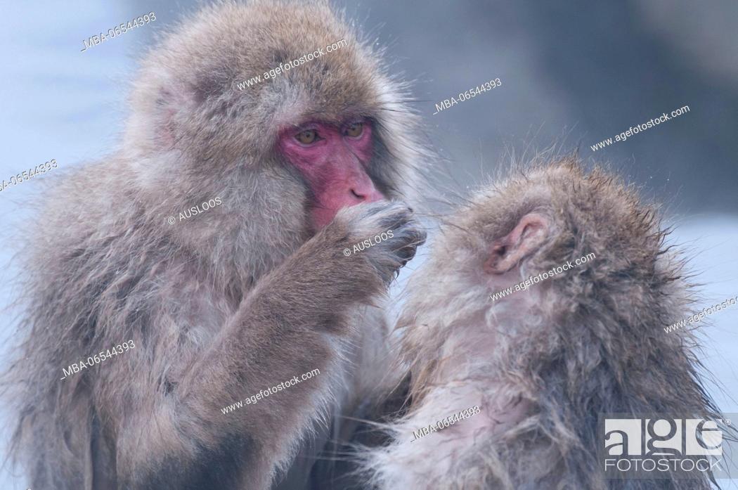 Stock Photo: Japanese macaque or snow japanese monkey in onsen (Macaca fuscata), Japan.