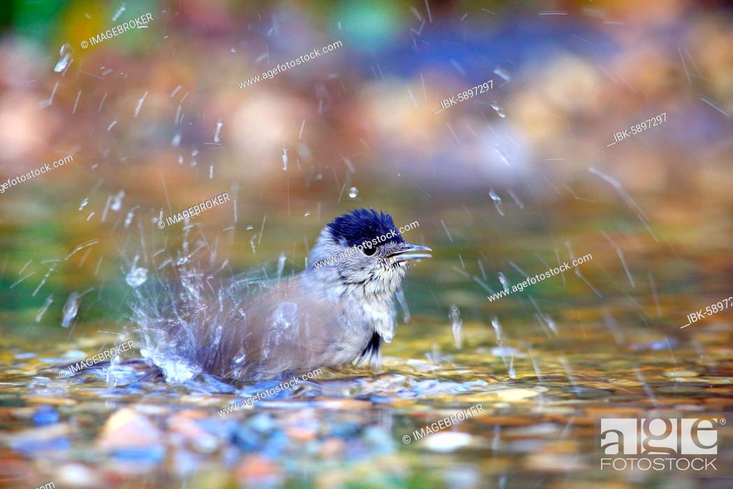 Stock Photo: Blackcap (Sylvia atricapilla) male bathes in shallow water, Solms, Hesse.