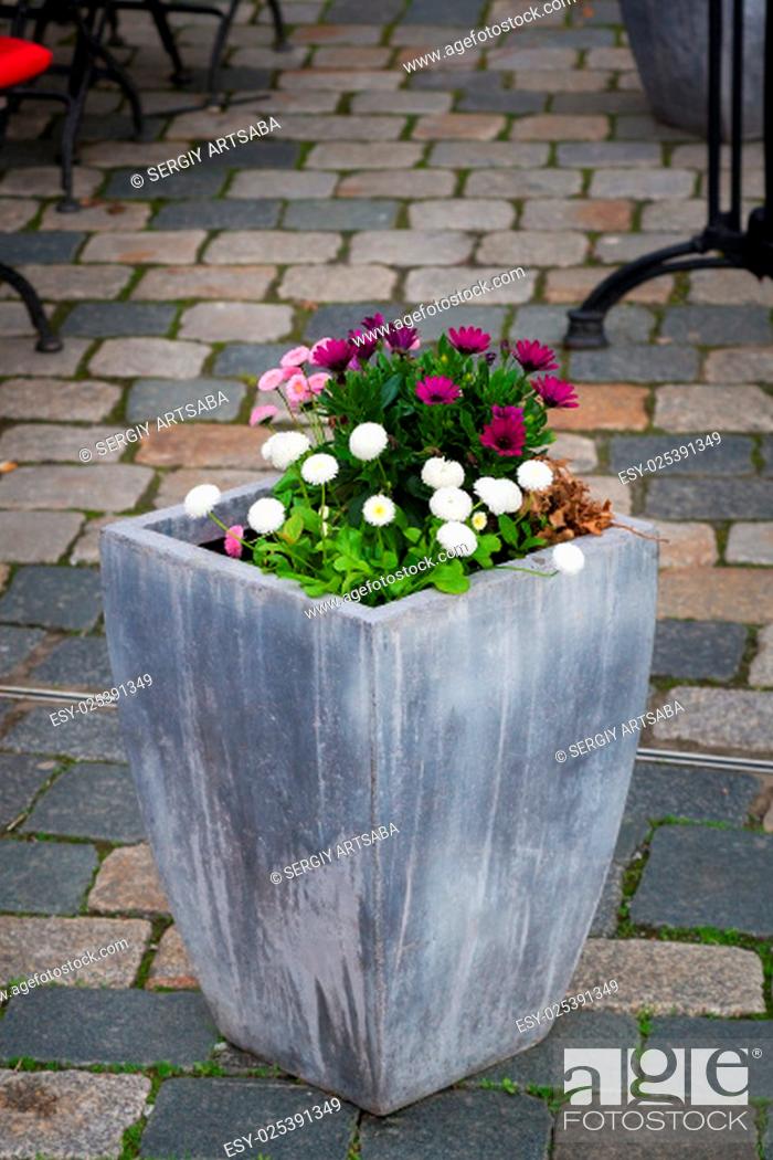 Stock Photo: Large pot with plants. Outdoor concrete vase as a flowerbed and street decoration with some flowers.