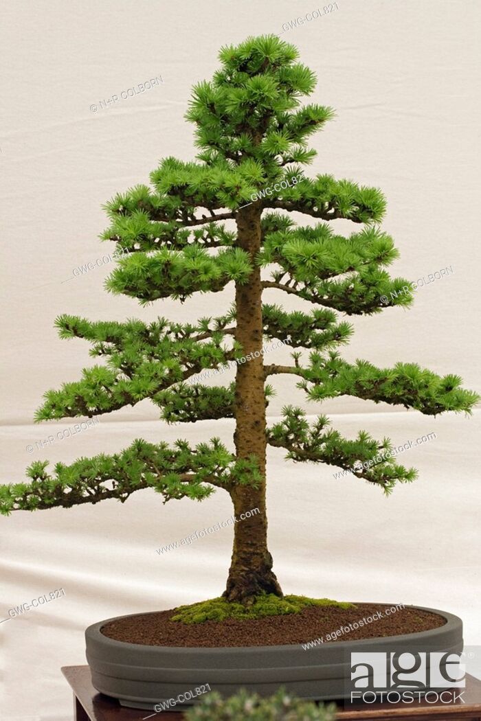 Bonsai Tree Japanese Larch Larix Kaempferi Formal Upright Style Stock Photo Picture And Rights Managed Image Pic Gwg Col821 Agefotostock