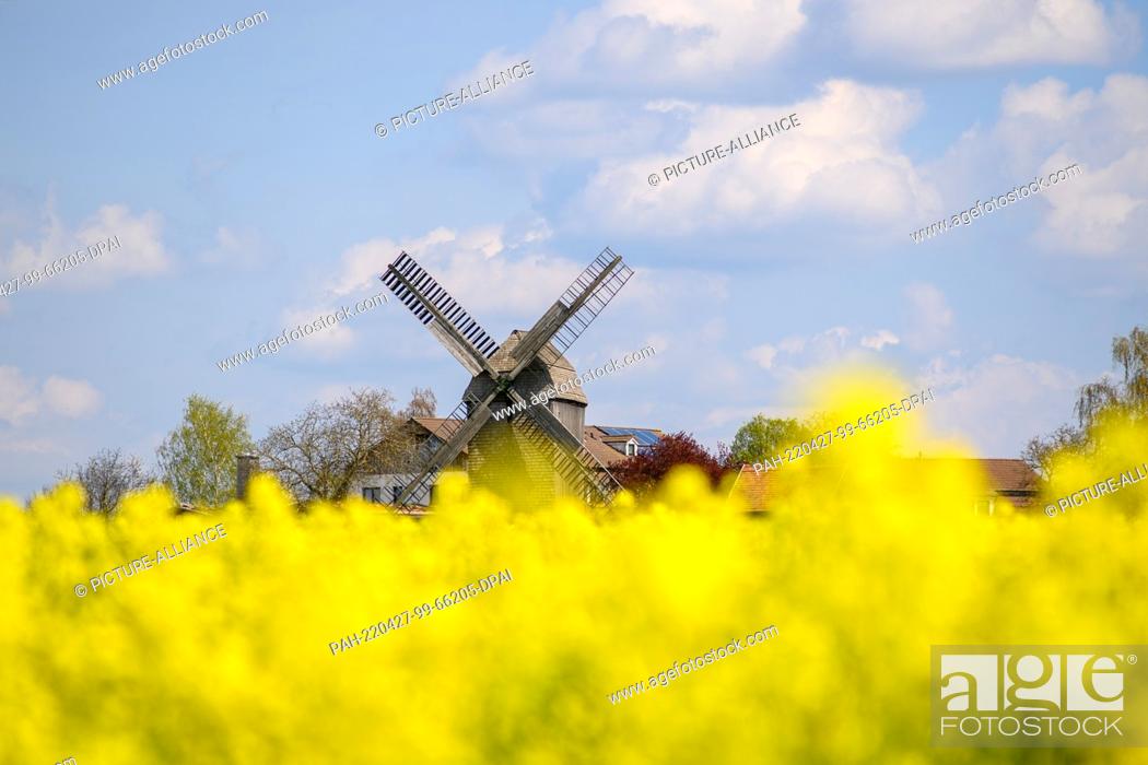 Stock Photo: 27 April 2022, Saxony-Anhalt, Wolmirstedt: Rape is blooming in front of the ""Auerbachs Mühle"". Spring clouds pass over it.