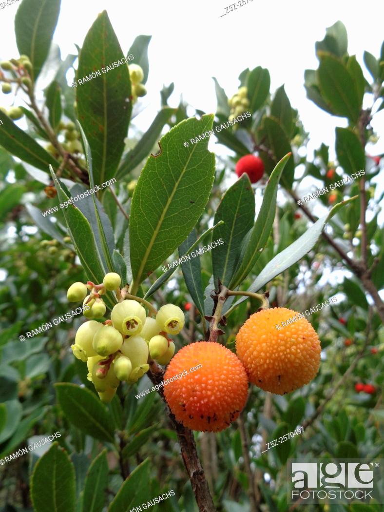 Stock Photo: Irish strawberry tree (Arbutus unedo). Catalonia, Spain.