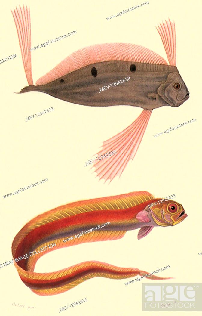 Stock Photo: A Ribbonfish and a Bandfish.