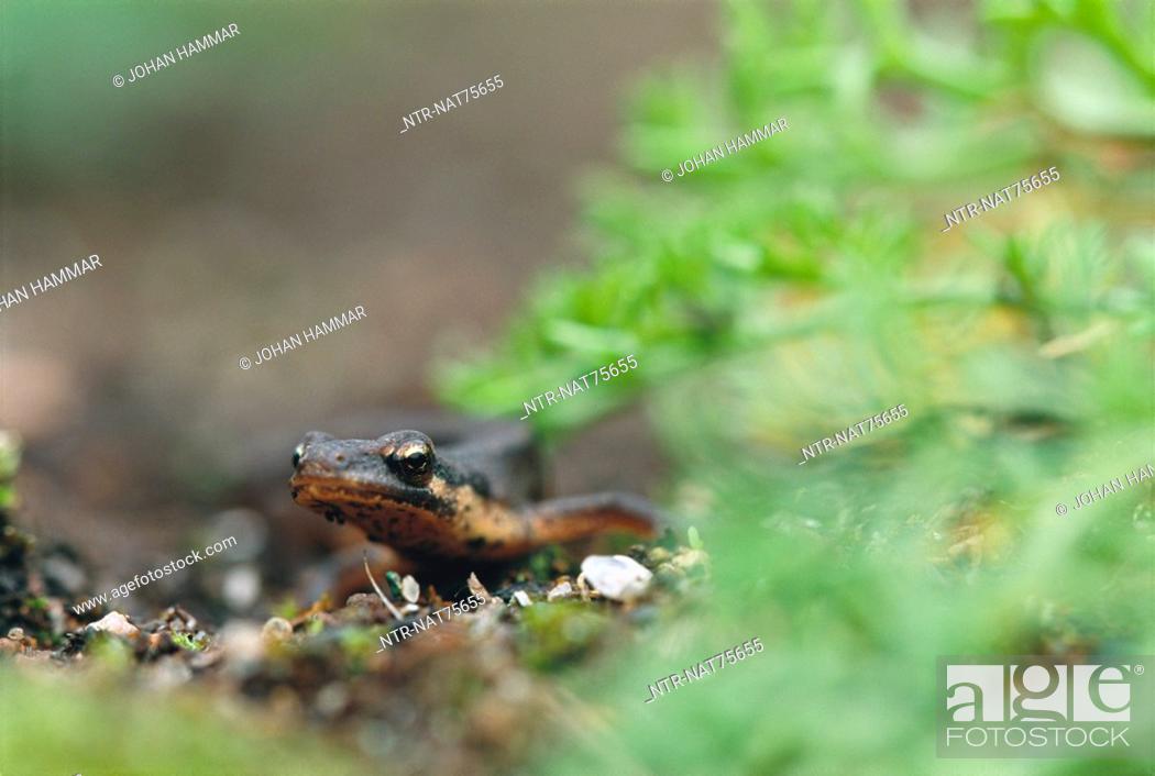 Stock Photo: A salamander peeping out, Sweden.