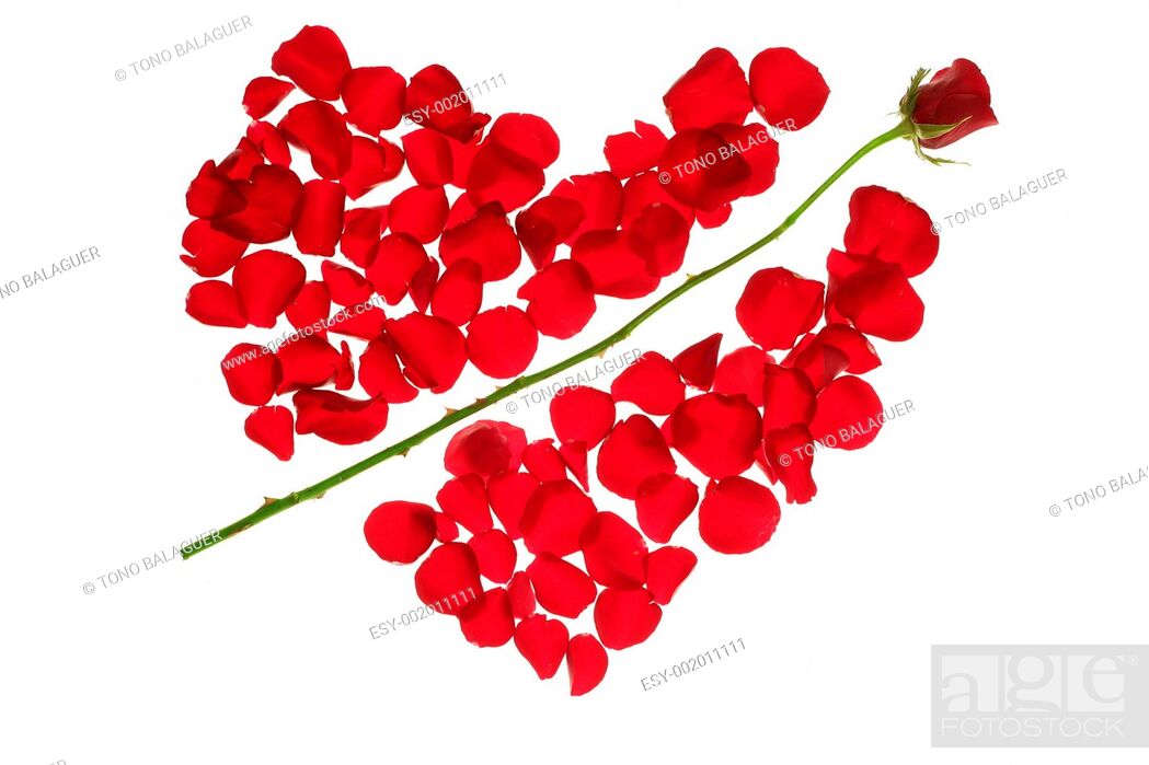 Stock Photo: Cupid arrow in a red rose petals heart shape.