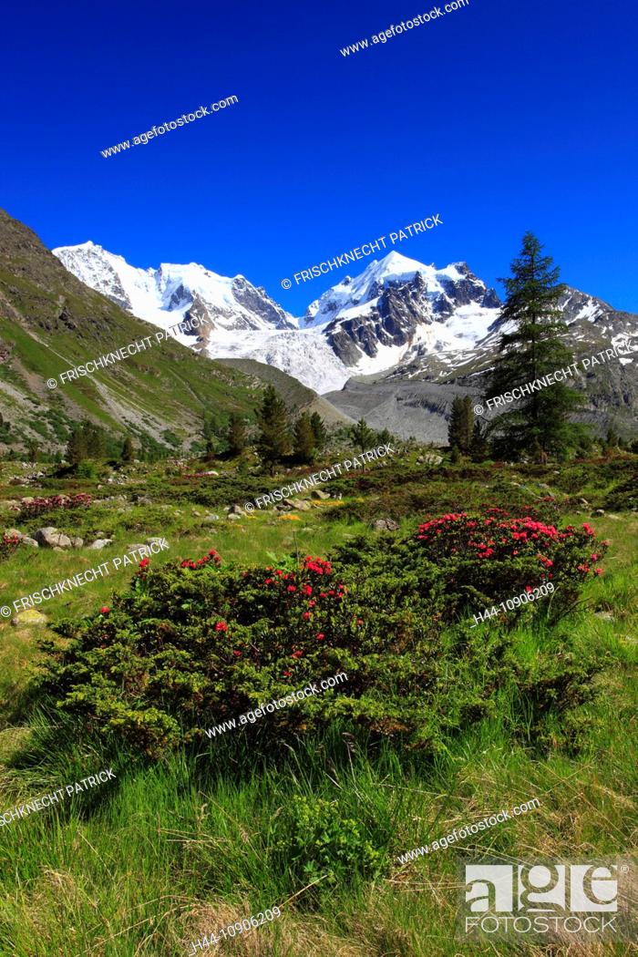 Stock Photo: Alps, Alpine rose, alpine rose, mountain, mountain panorama, mountain flowers, mountains, mountain flora, mountain spring, mountain panorama, Bernina, flower.