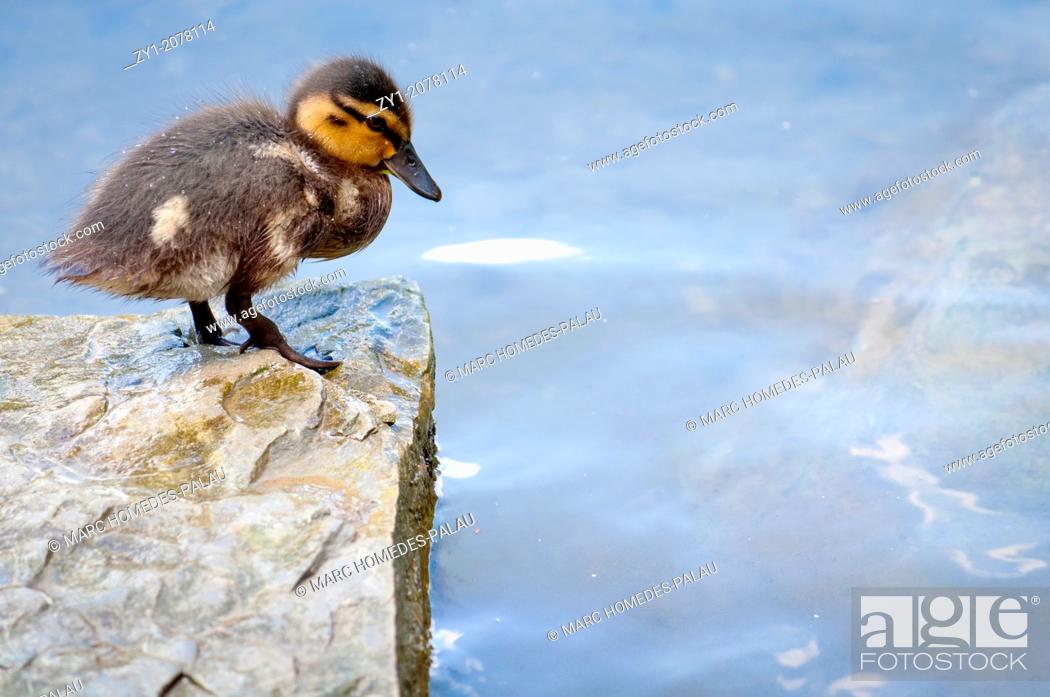 Stock Photo: Chick duck, who is afraid to jump Germany.