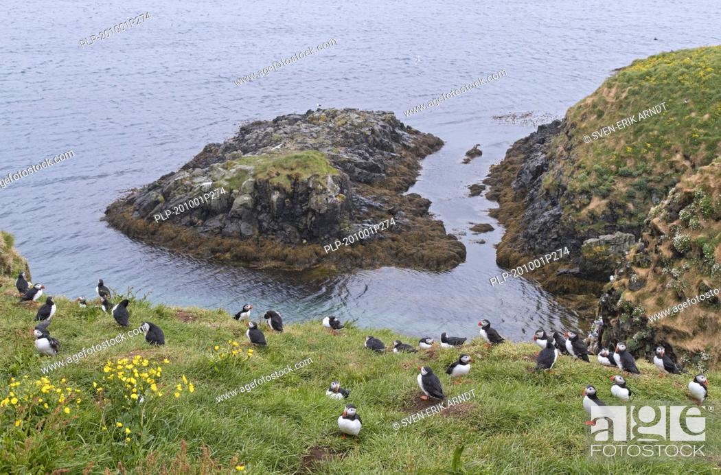 Stock Photo: Atlantic puffins (Fratercula arctica) nesting in old rabbit holes on slope of sea cliff in seabird colony in the rain in summer, Iceland.