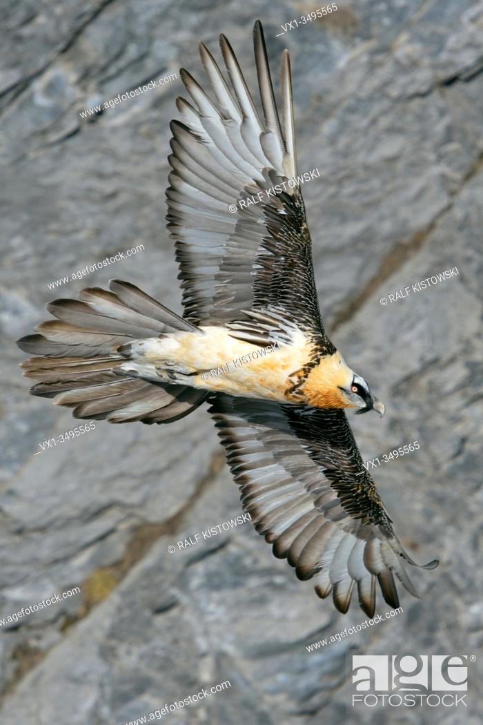 Stock Photo: Bearded Vulture / Lammergeier ( Gypaetus barbatus ), Ossifrage, in flight, flying, gliding in front of a steep mountain cliff, Swiss alps, wildlife.