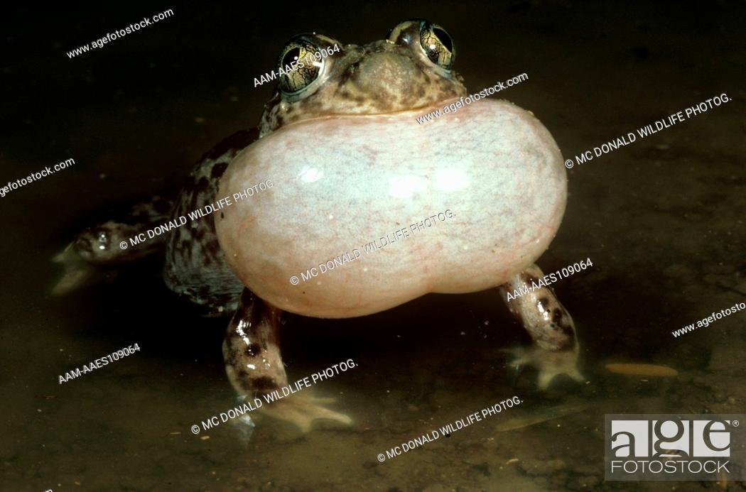 Stock Photo: Couch's Spadefoot Toad (Scaphiopus couchi) Arizona - in July '82.