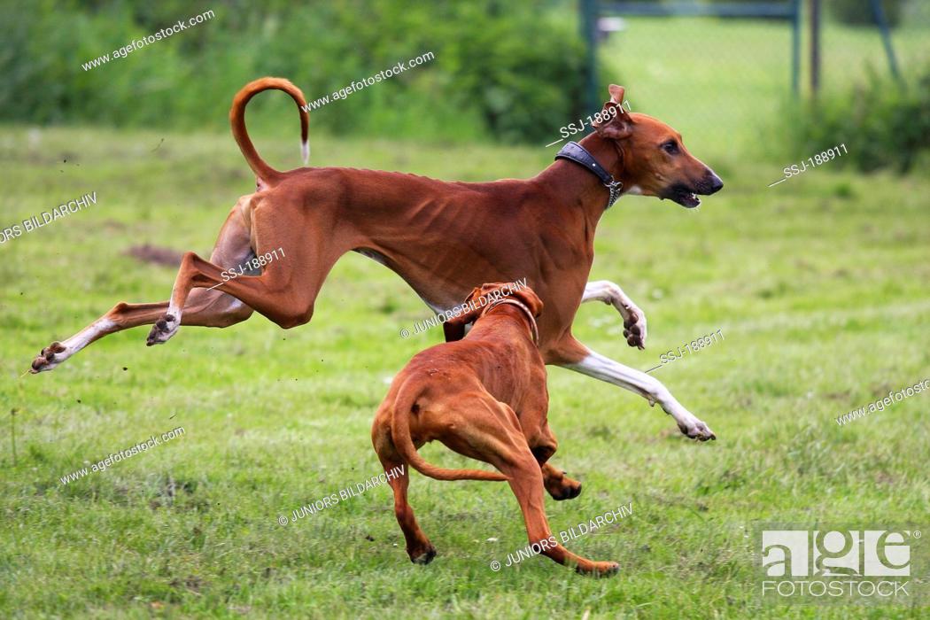 Stock Photo: Azawakh and Hungarian Vizsla running on a meadow. Germany.