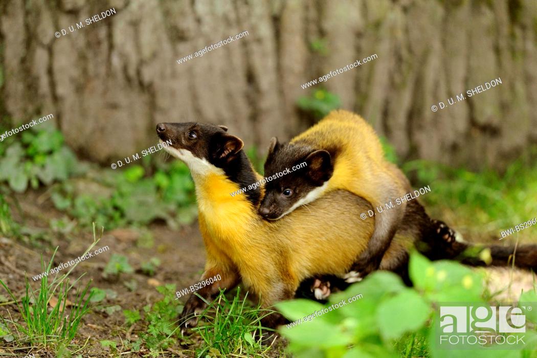 Yellow-throated marten, Kharza (Martes flavigula), two playing juveniles  showing mating behaviour in..., Stock Photo, Picture And Rights Managed  Image. Pic. BWI-BS296040 | agefotostock