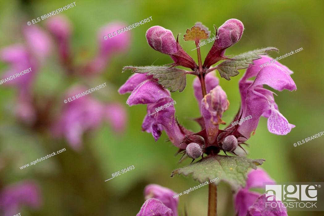 Stock Photo: Purple flowers of the Lamium maculatum L.