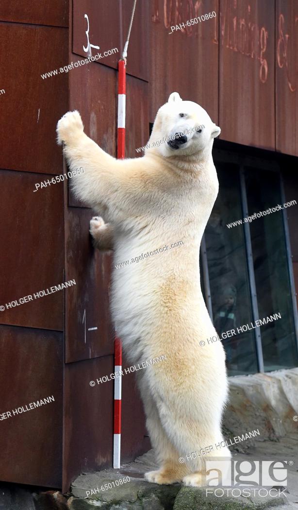 Stock Photo: Seven-year-old polar bear Nanuq stretches himself out at a measuring stick, showing off his height of 2.99 meters at the adventure zoo in Hanover, Germany.