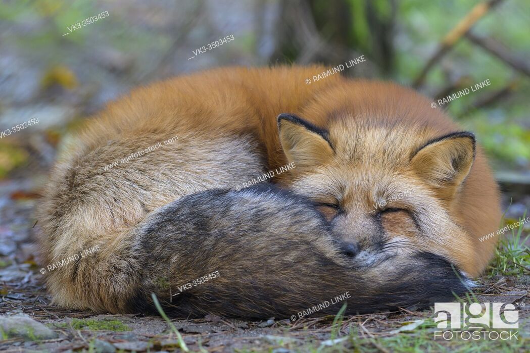 Imagen: Red Fox, Vulpes vulpes.