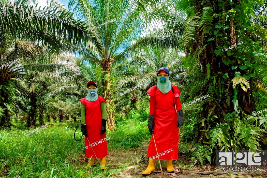 Sarawak oil palm share price