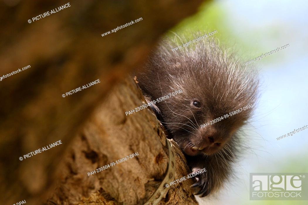 Stock Photo: 04 May 2023, Saxony-Anhalt, Halberstadt: A tree spiny rodent cub looks down from a branch into the enclosure at Halberstadt Zoo.