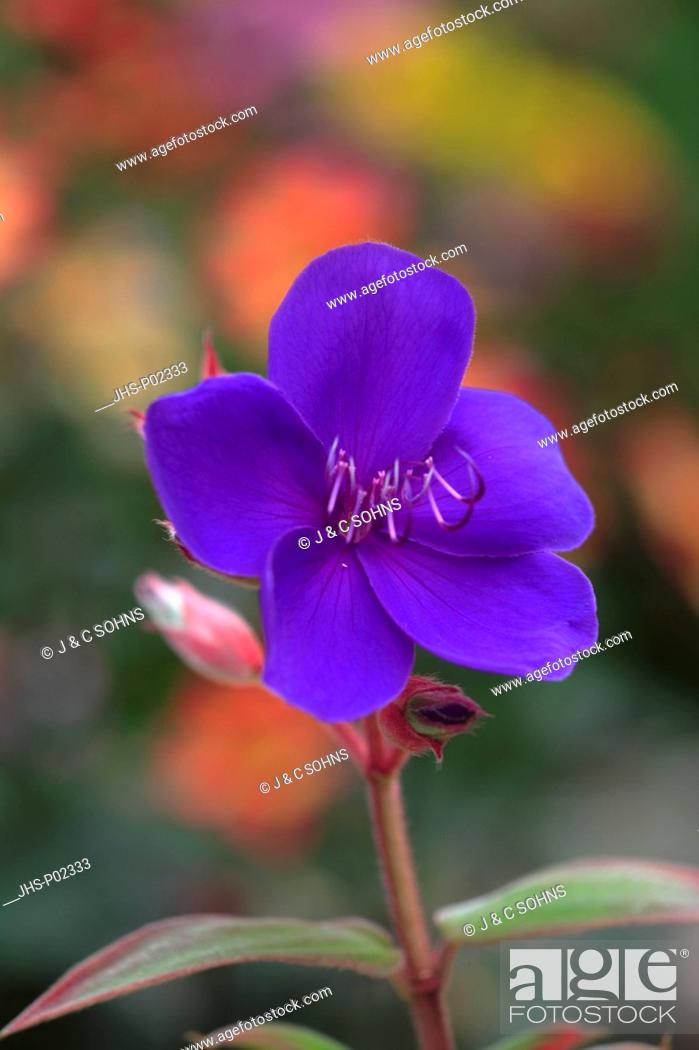 Stock Photo: Princess Flower, Tibouchina urvilleana, Brasil, blooming flower.