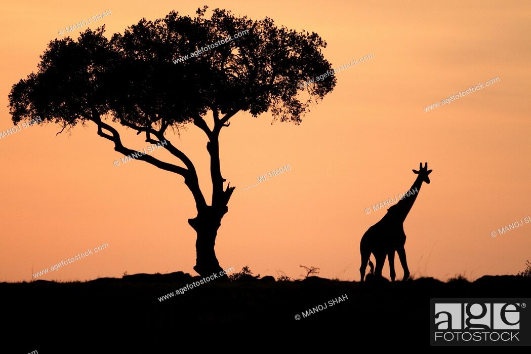 The tallest animal in the world which browses on tree leaves and twigs At  sunrise the silouhette of..., Stock Photo, Picture And Royalty Free Image.  Pic. WE186045 | agefotostock