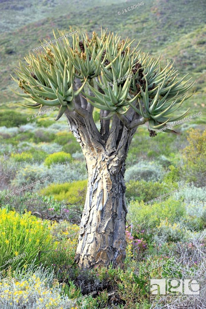 Stock Photo: Quiver tree, Aloe dichotoma, Karoo Desert National Botanical Garden, Worcester, Western Cape, South Africa, Africa, tree with leaves.