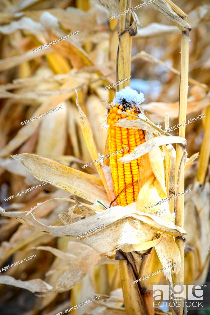 Stock Photo: Yellow corn that has not been harvested due to early snowfall, climate change.