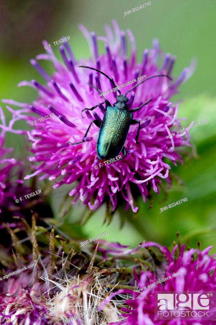 Stock Photo: Great Marsh Thistle (Carduus personata, Carduus personatus), flowerhead with beetle, Germany, Bavaria.