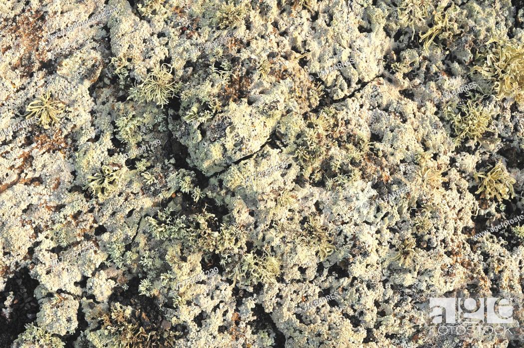 Stock Photo: Lichen community dominated by Pertusaria rupicola (crustose) and Ramalina canariensis (fruticulose) growing on a volcanic rock.