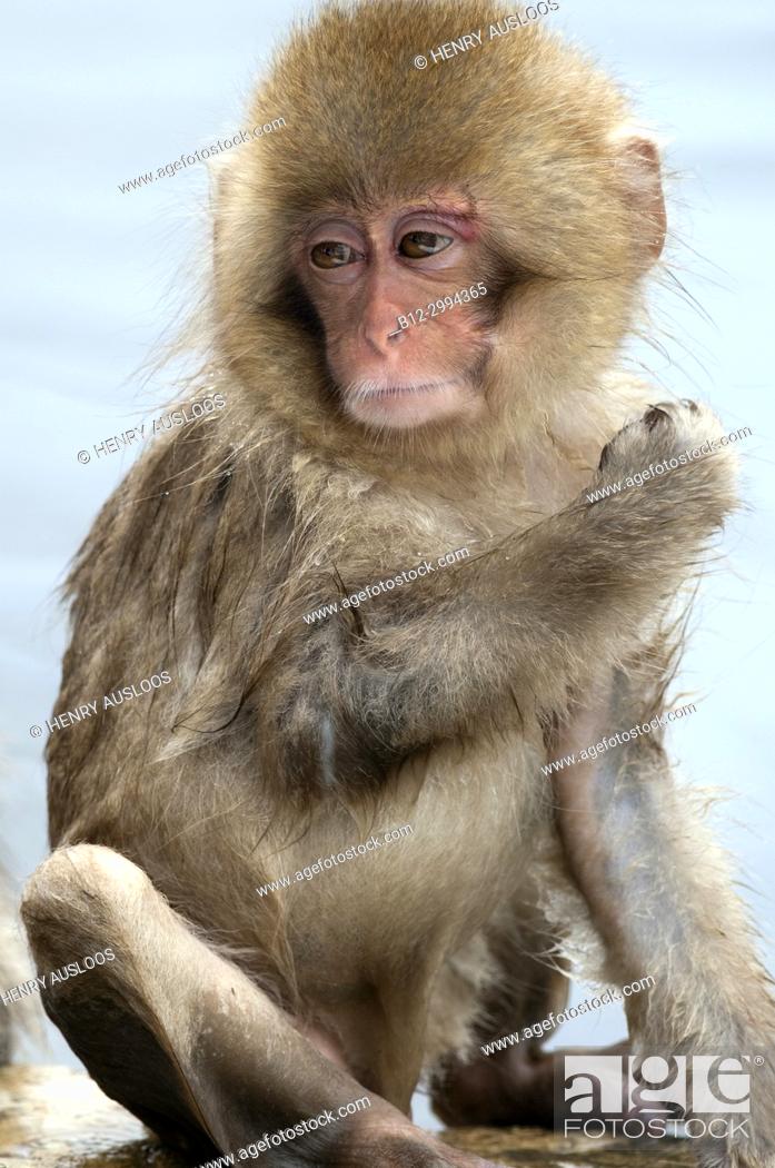 Stock Photo: Japanese macaque or snow japanese monkey, young (Macaca fuscata), Japan.
