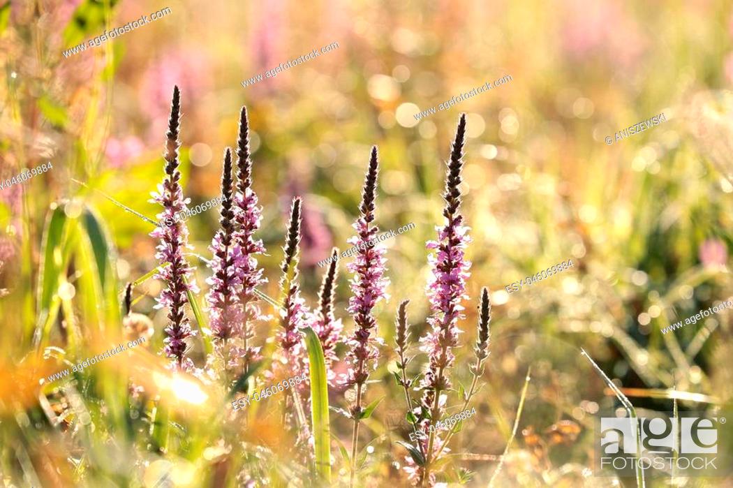 Stock Photo: Loosestrife (Lythrum salicaria) in the meadow.