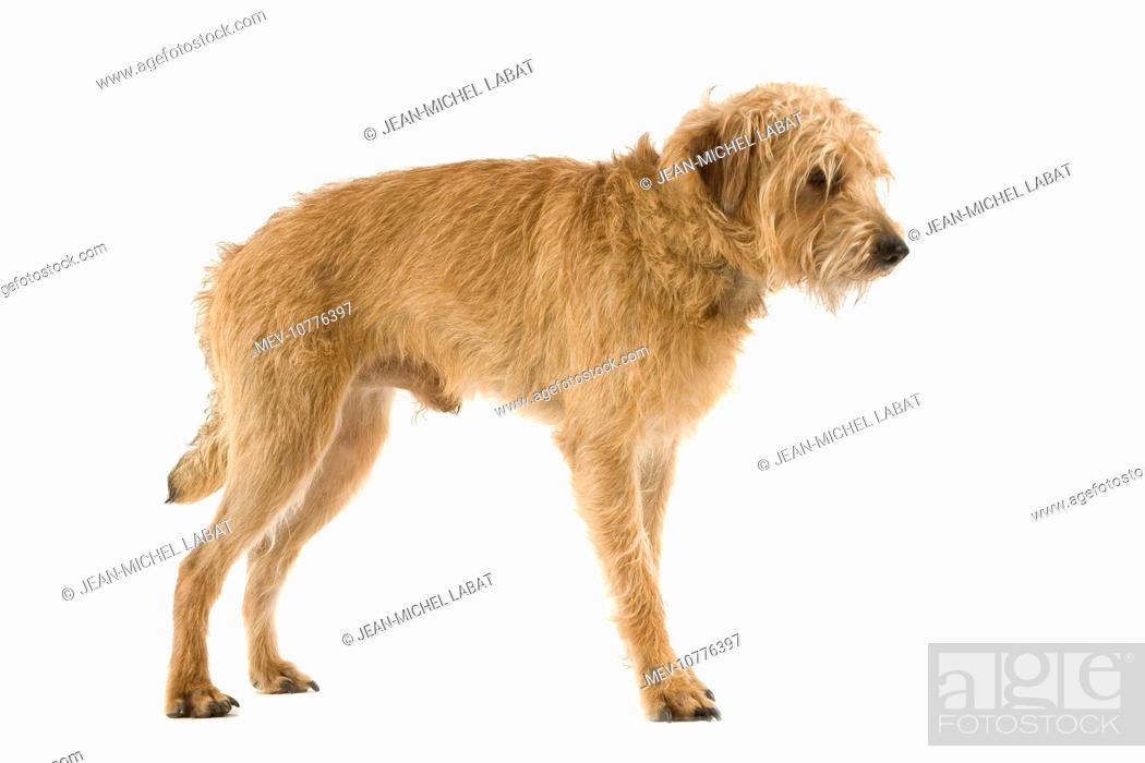 Dutch Smoushond Dog Stock Photo Picture And Rights Managed Image Pic Mev 10776397 Agefotostock