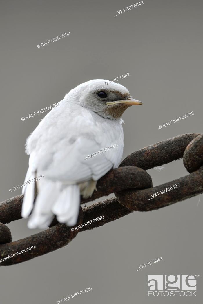 Stock Photo: Barn Swallow ( Hirundo rustica ), fledged, white plumage, gene mutation, leucistic, leucism, perched on a massive chain, backside view.
