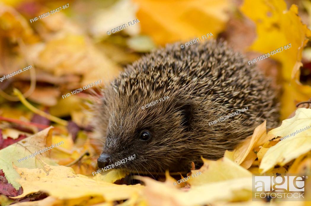 Stock Photo: European Hedgehog (Erinaceus europaeus) adult, standing amongst leaf litter in garden, Foston, Lincolnshire, England, October.