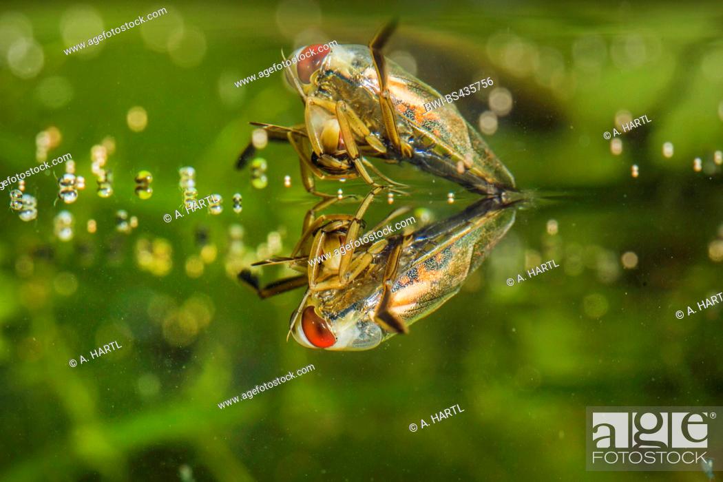 backswimmers, water boatman (Notonectidae), feeding on a bug, Germany,  Stock Photo, Picture And Rights Managed Image. Pic. BWI-BS435756 |  agefotostock