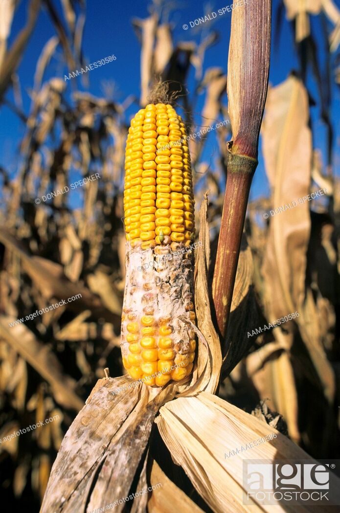 Stock Photo: Gibberella Ear Rot of Corn (Gibberella zeae) Ontario, Canada.