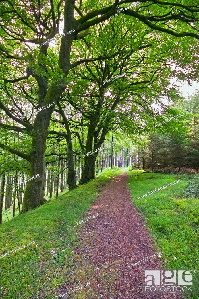 Stock Photo: Forest trail at Kinnity, Slieve Bloom Mountains, County Offaly, Ireland.