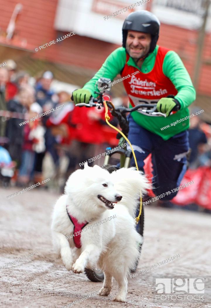 Stock Photo: 07 January 2023, Saxony-Anhalt, Hasselfelde: A participant of the 22nd International Sled Dog Race in the western town of Pullman City Harz during the lap chase.