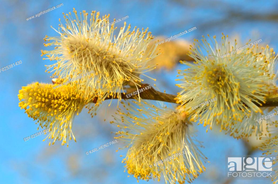 Stock Photo: goat willow in bloom on sky background;.