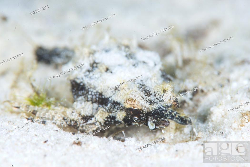 Stock Photo: A well-camouflaged Dragon Sea Moth, Eurypegasus draconis, Mabul Island, Sabah, Malaysia, Borneo.