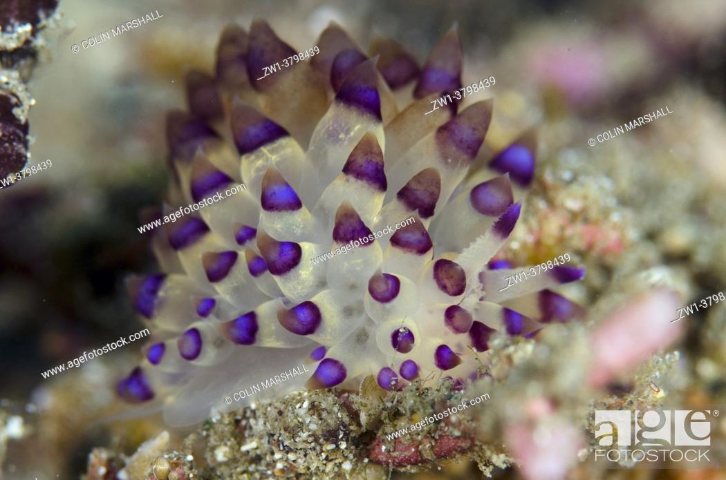 Stock Photo: Purple-tipped Janolus Nudibranch (Janolus savinkini), Serena Besar dive site, Lembeh Straits, Sulawesi, Indonesia.