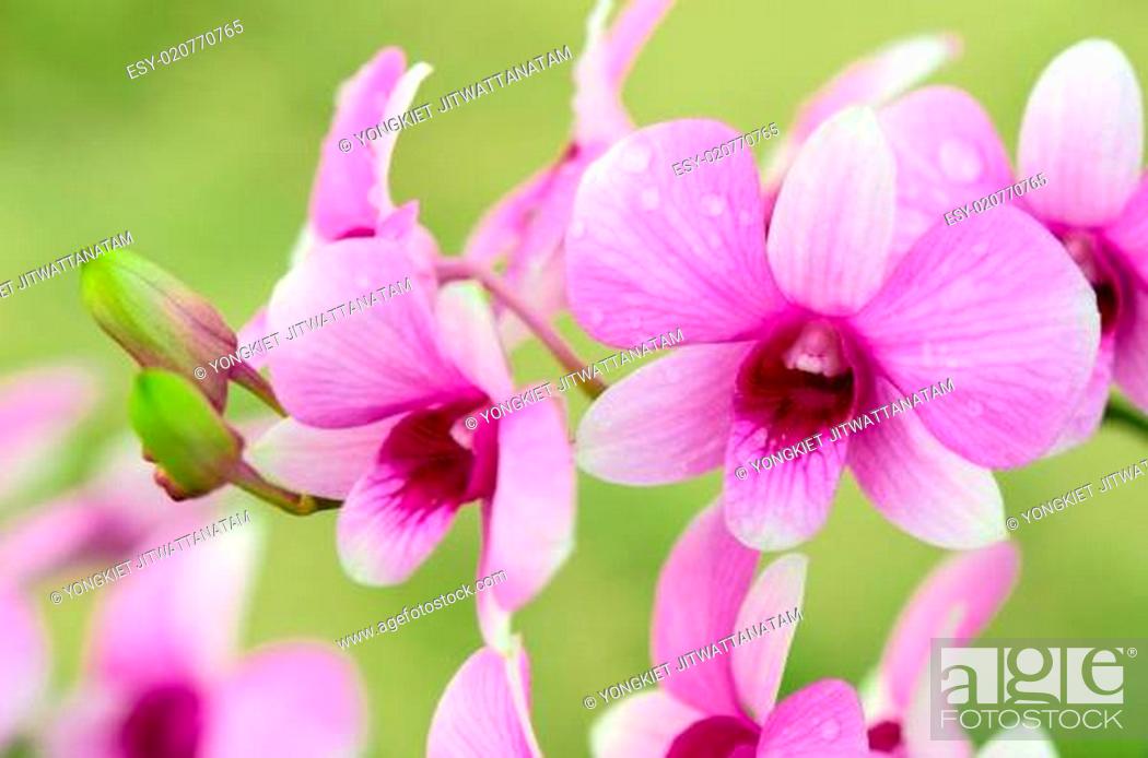 Stock Photo: Dendrobium orchid hybrids is white and pink stripes.
