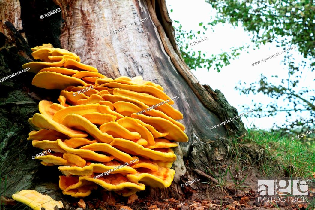 Stock Photo: The beautiful inedible yellow parasite mushroom growing on tree, close-up photo. Death mushrooms grows on the bark.